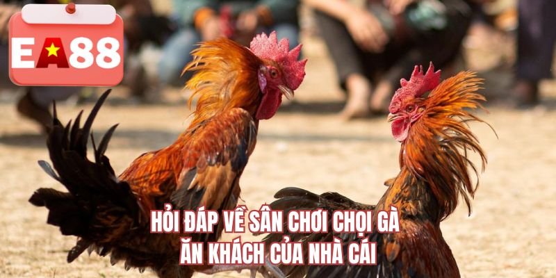 Hỏi đáp về sân chơi chọi gà ăn khách của nhà cái 