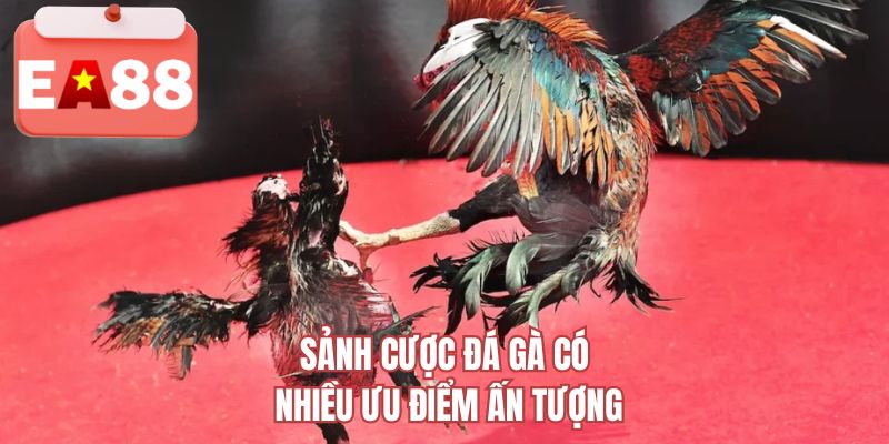Sảnh cược đá gà EA88 có nhiều ưu điểm ấn tượng 