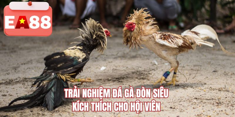 Trải nghiệm đá gà đòn siêu kích thích cho hội viên 